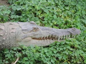 150514 Crocodile Head